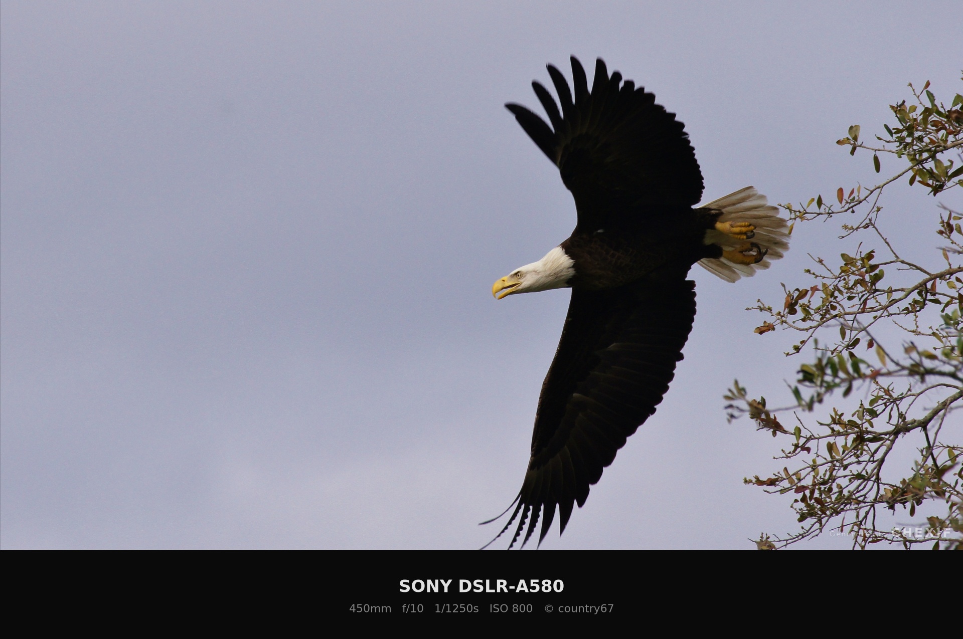 ハクトウワシの飛翔写真 SONY A580 300mm f/10 1/1250s ISO800