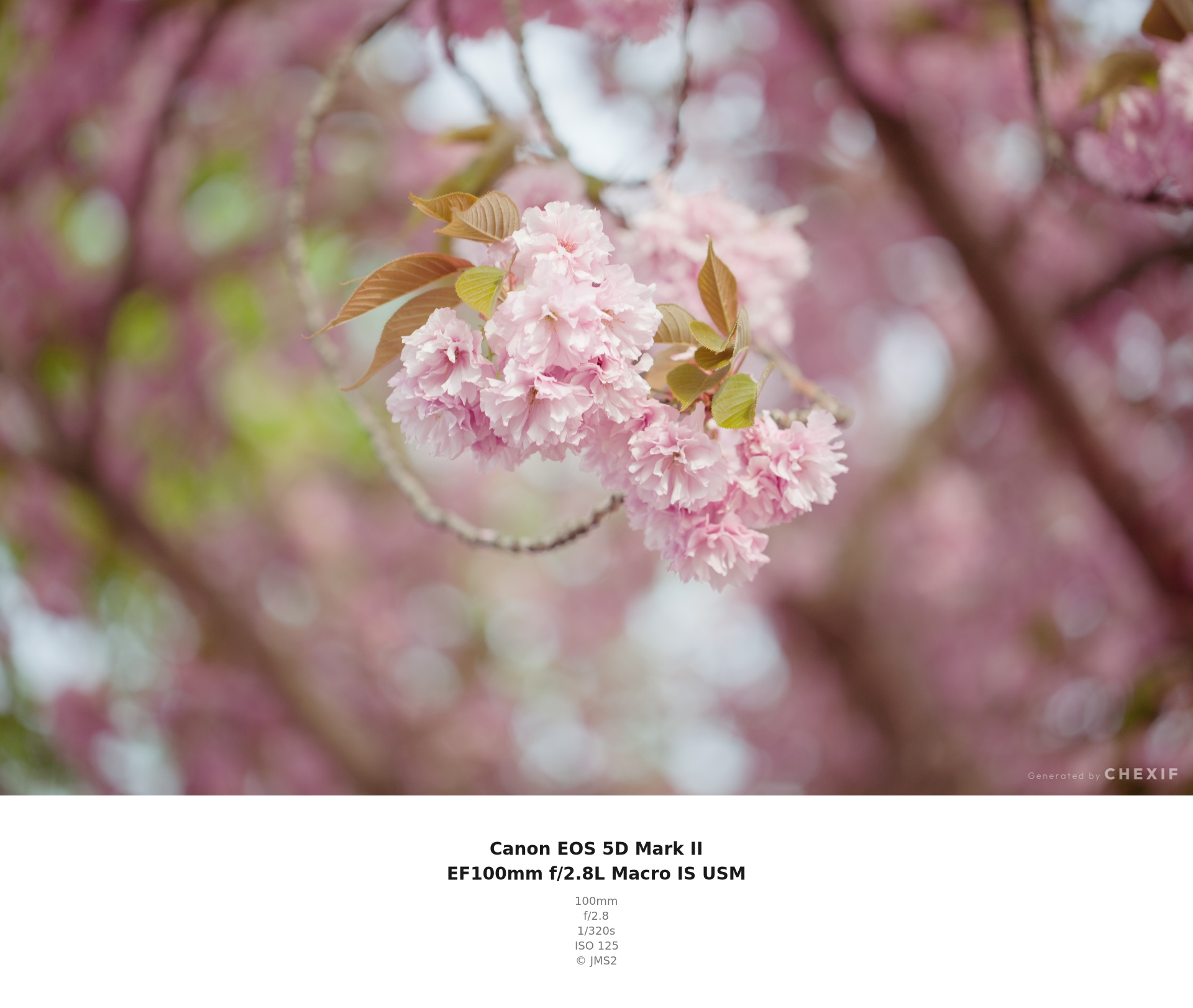 F2.8で撮影した八重桜のマクロ写真