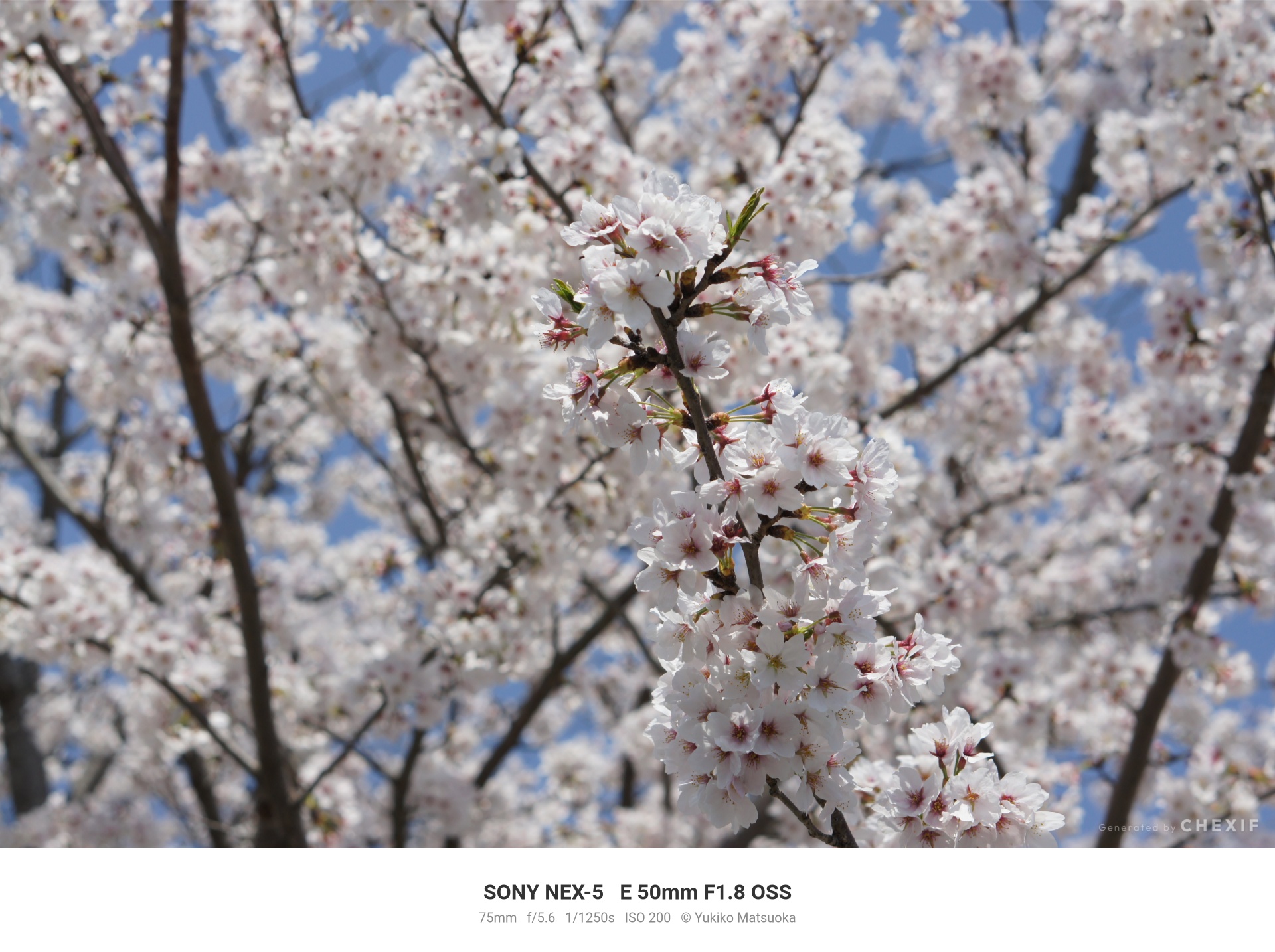 F5.6で撮影した桜の花弁と青空