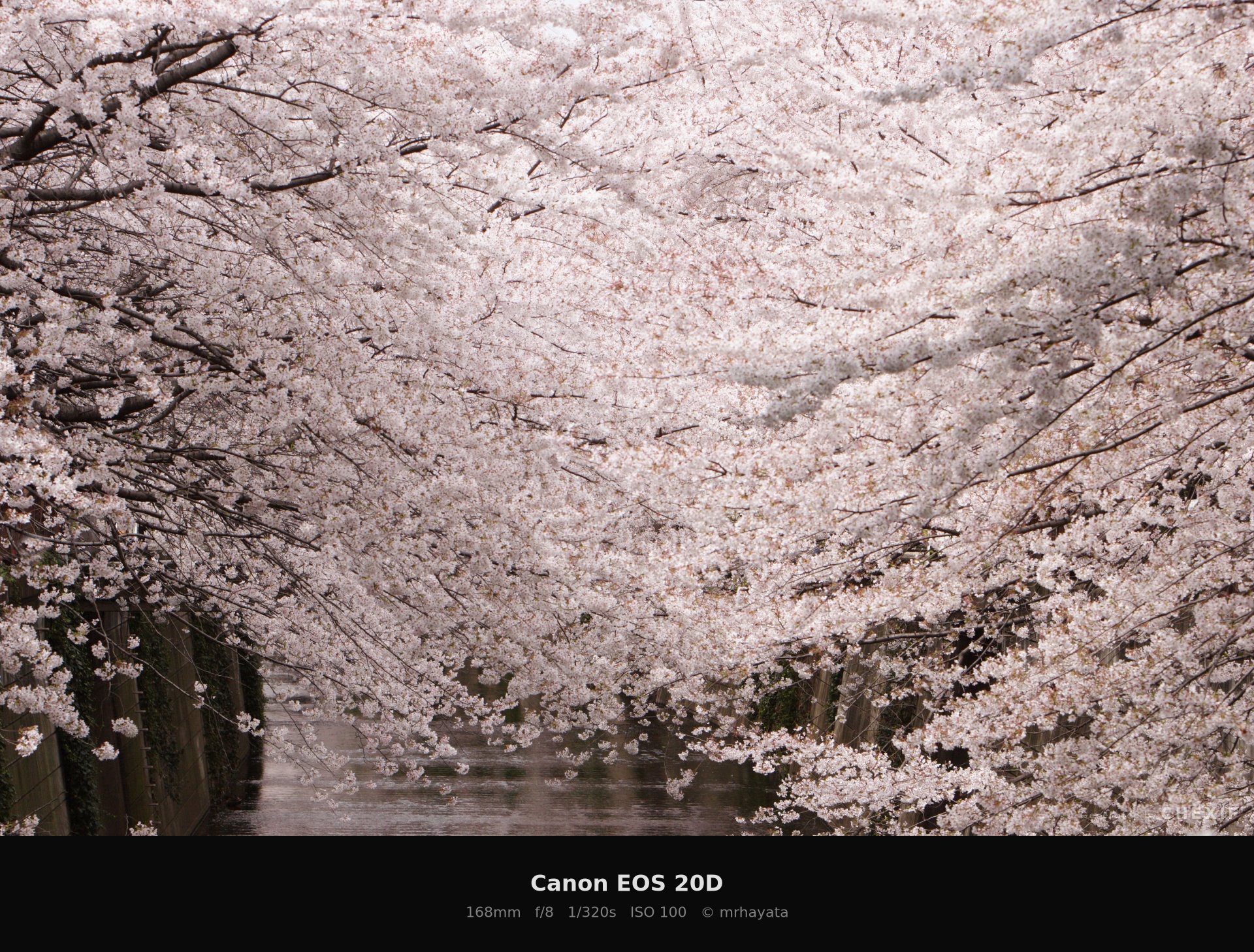 F8で撮影した桜トンネルの全景