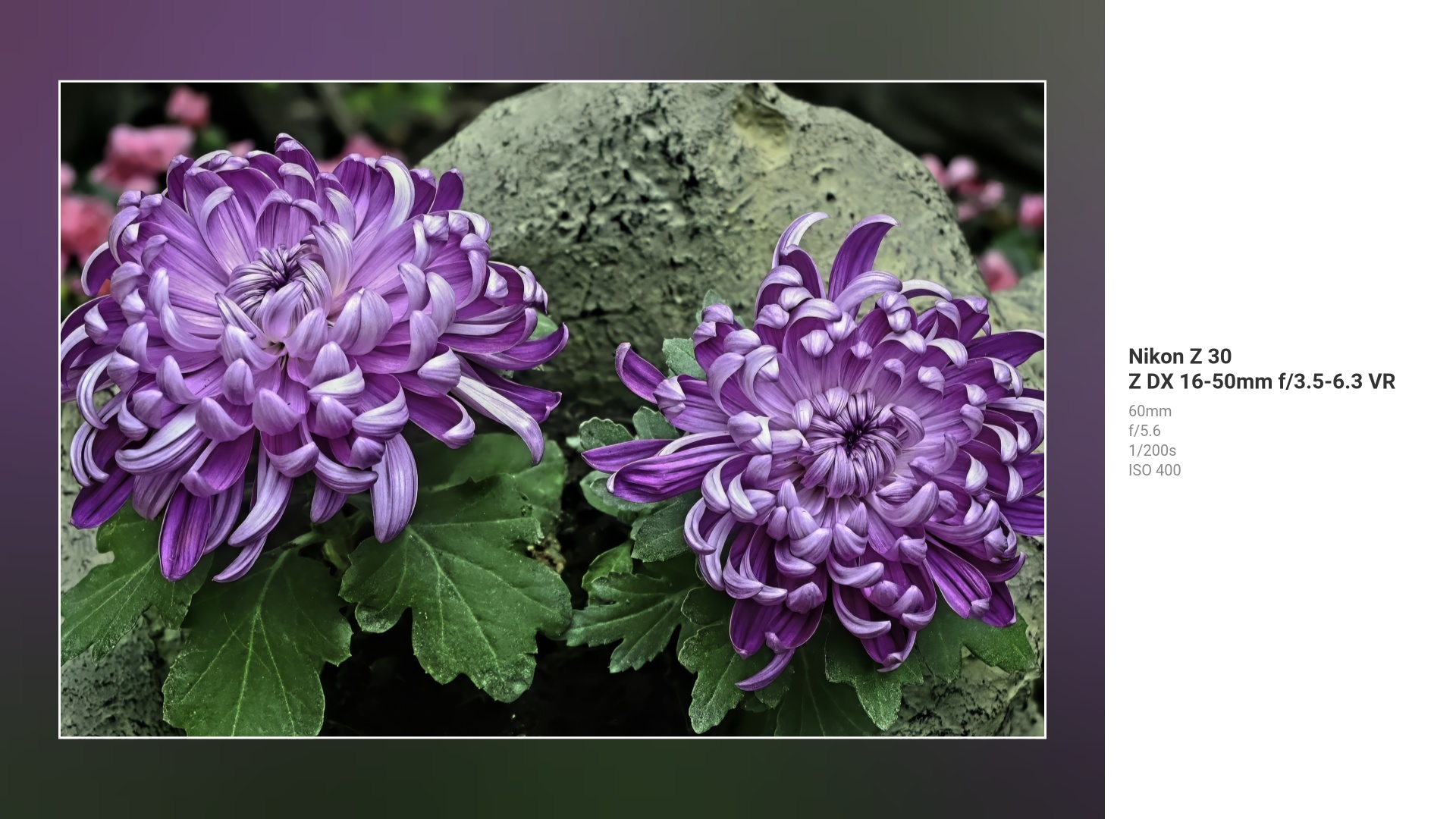 紫色の花のクローズアップ - Nikon Z 30 f/5.6 1/200s ISO400