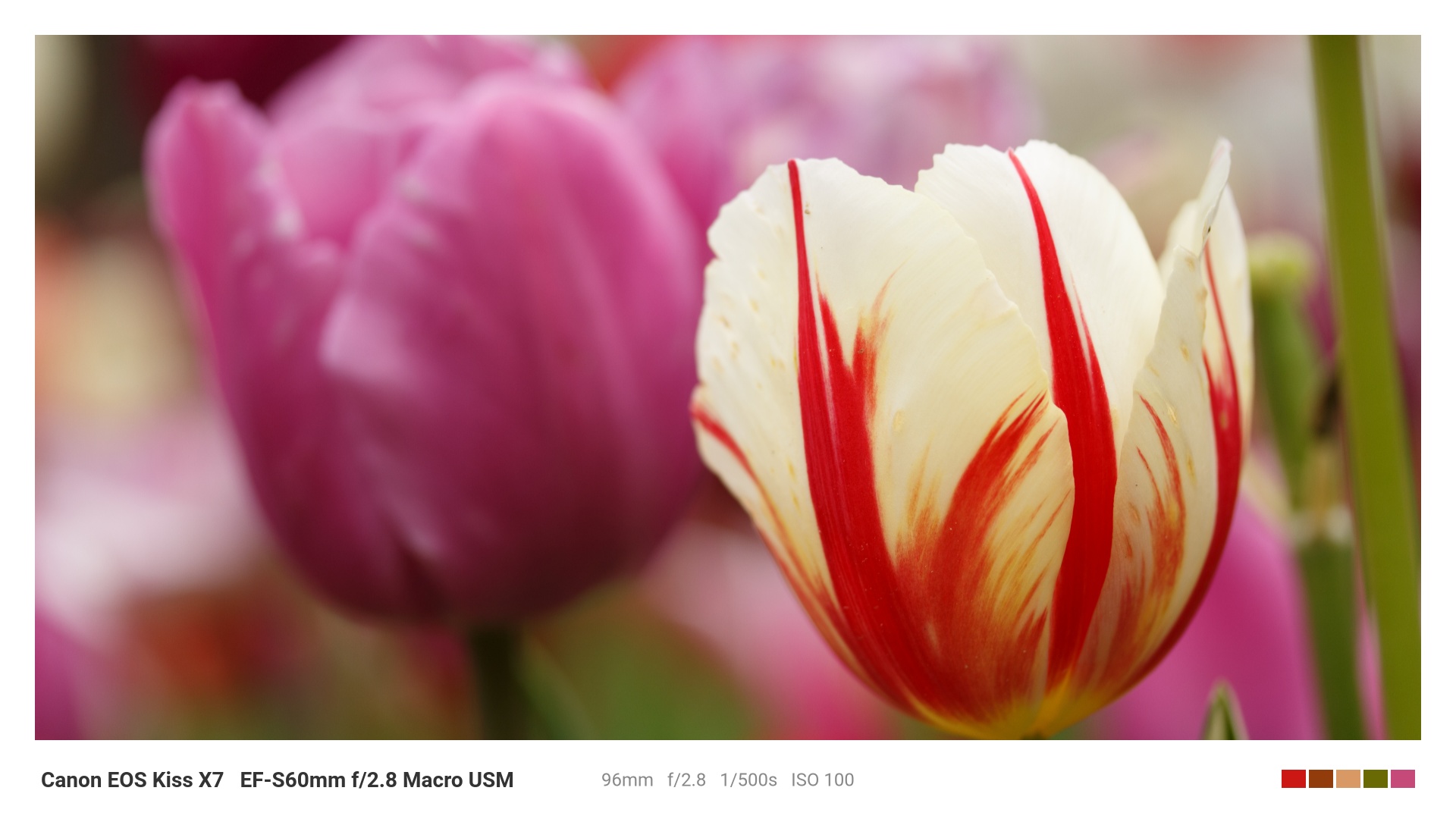 Canon EOS Kiss X7とマクロレンズで撮影した春のチューリップ（f/2.8, 1/500秒, ISO100）