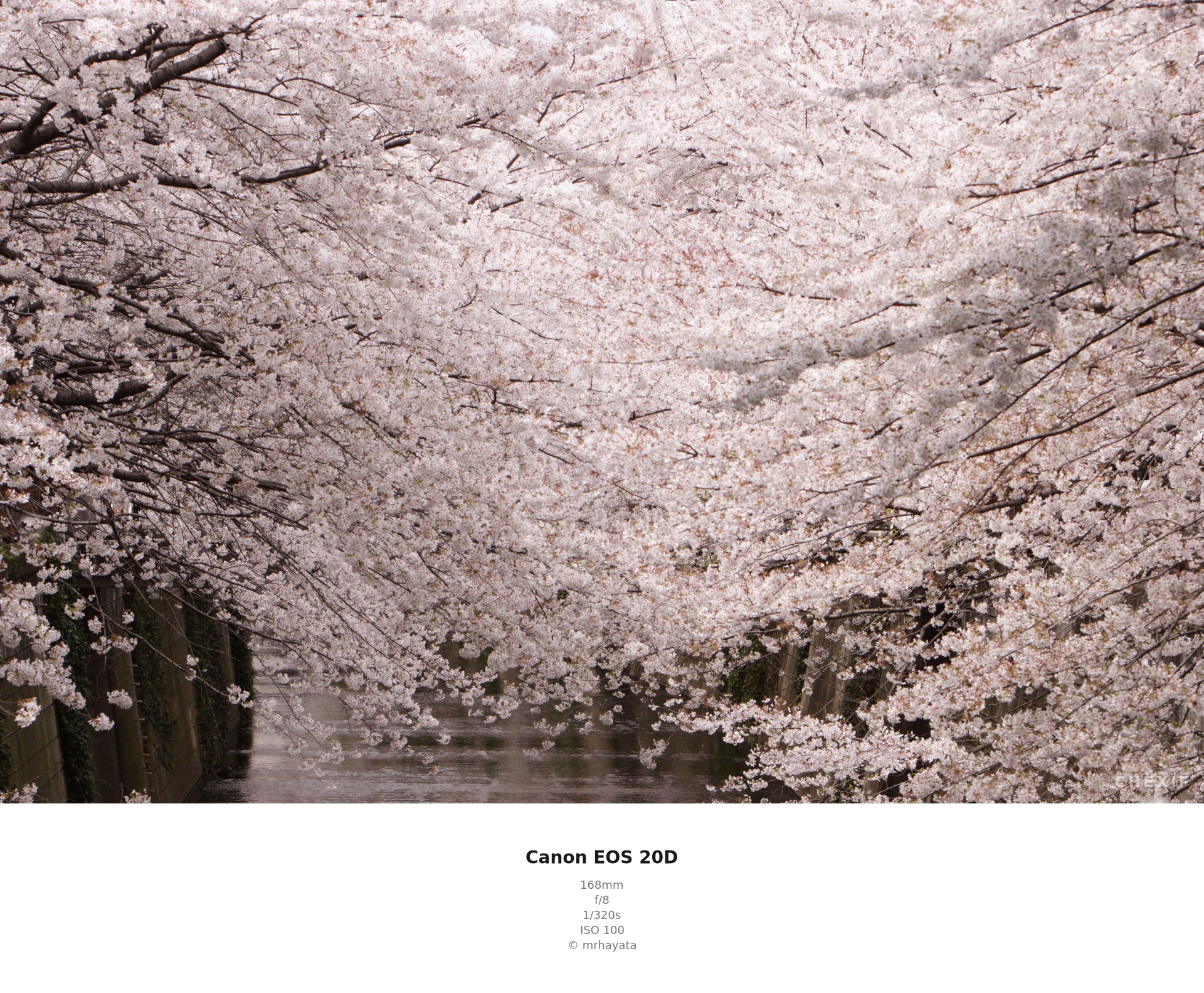 桜トンネルの望遠圧縮効果 Canon EOS 20D 105mm EXIFフレーム付き