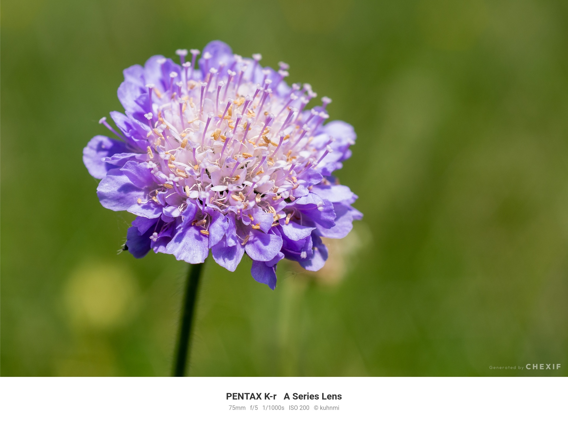 スカビオサのマクロ撮影 PENTAX K-r f/5 EXIFフレーム付き