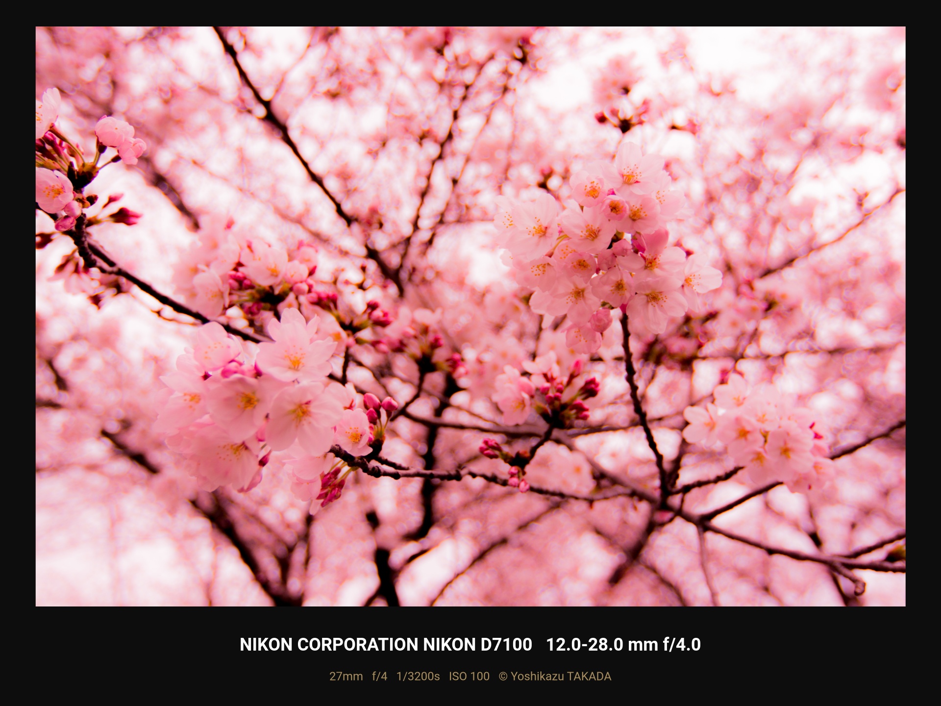 NIKON D7100で1/3200sの高速シャッターで撮影した満開の桜 EXIFフレーム付き